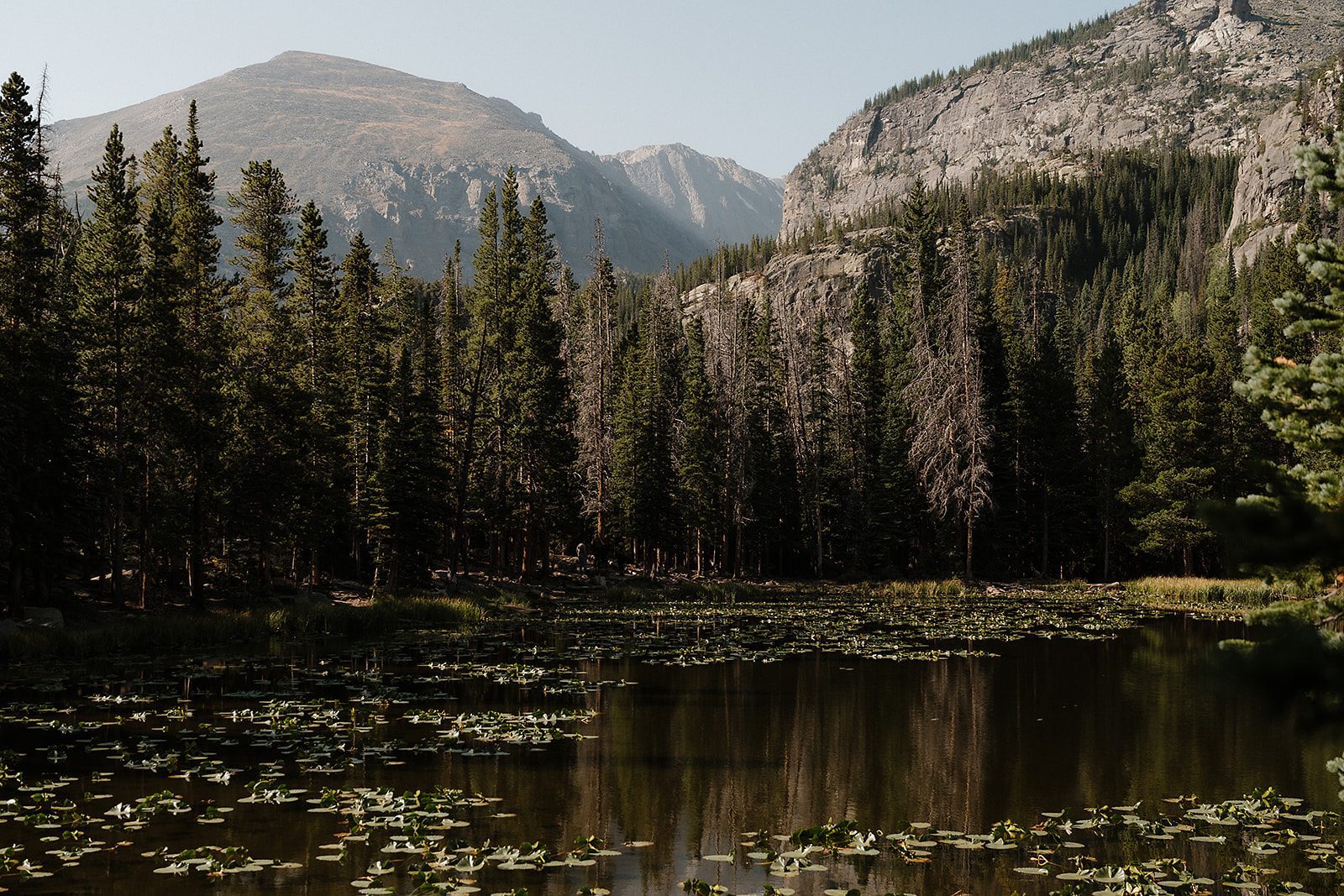 Nymph Lake in Rocky Mountain National Park with lily pads covering the water and mountain peaks and pine forest reflected in the still surface